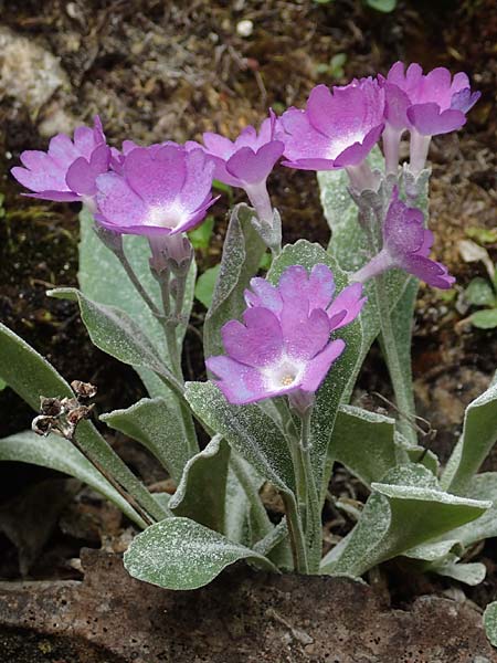 Primula albenensis \ Monte-Alben-Primel / Monte Alben Primrose, I Alpi Bergamasche, Monte Alben 11.6.2017