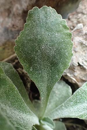 Primula albenensis \ Monte-Alben-Primel / Monte Alben Primrose, I Alpi Bergamasche, Monte Alben 11.6.2017