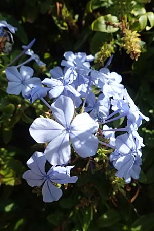 Plumbago auriculata \ Kap-Bleiwurz / Cape Leadwort, I Liguria, Moneglia 30.9.2023