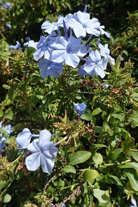 Plumbago auriculata \ Kap-Bleiwurz / Cape Leadwort, I Liguria, Moneglia 30.9.2023