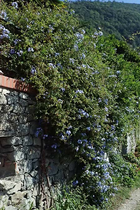 Plumbago auriculata \ Kap-Bleiwurz, I Liguria, Moneglia 30.9.2023