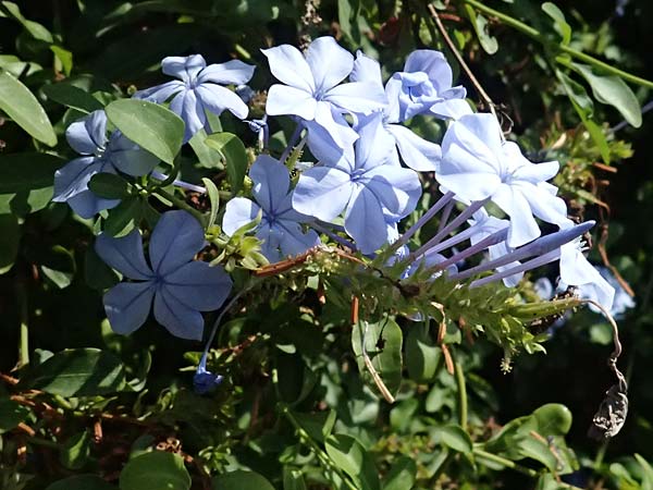 Plumbago auriculata \ Kap-Bleiwurz / Cape Leadwort, I Liguria, Moneglia 30.9.2023