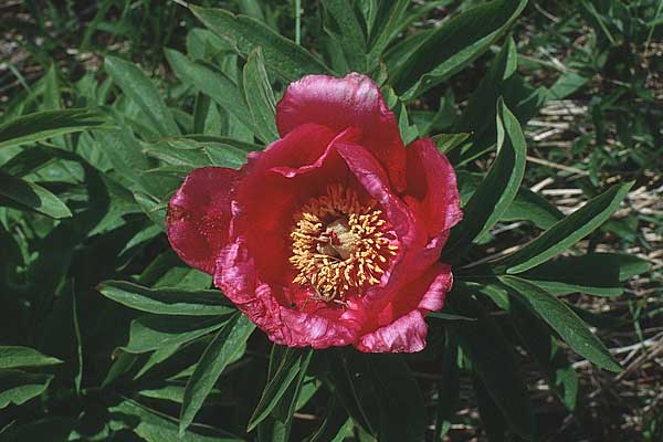 Paeonia officinalis / Common Peony, I Malga del Finonchio 7.6.1989