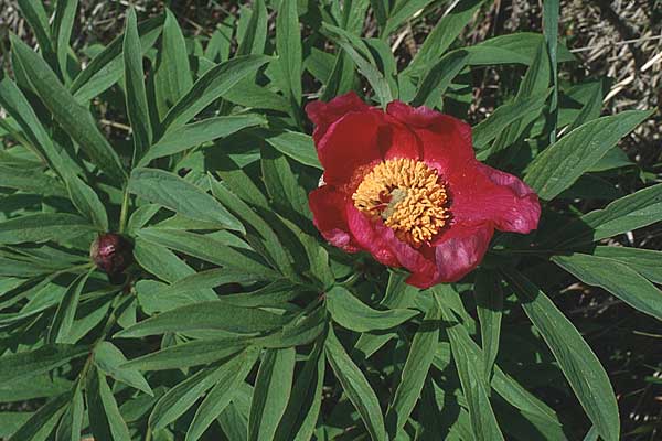 Paeonia officinalis \ Echte Pfingstrose / Common Peony, I Malga del Finonchio 7.6.1989