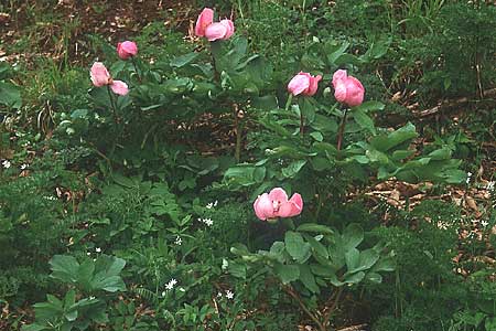 Paeonia mascula \ Groblttrige Pfingstrose / Balkan Peony, I Promontorio del Gargano, Coppa di Mezzo 3.5.1998