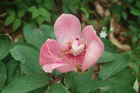 Paeonia mascula / Balkan Peony, I Promontorio del Gargano, Coppa di Mezzo 3.5.1998