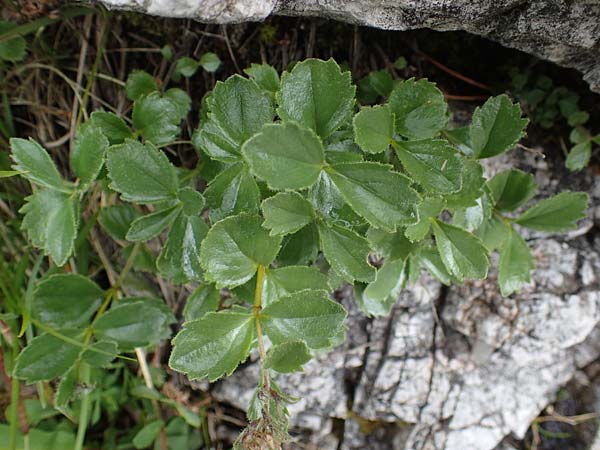 Paederota bonarota \ Blaues Mnderle, Dolomiten-Ehrenpreis, I Südtirol,  Plätzwiese 5.7.2022