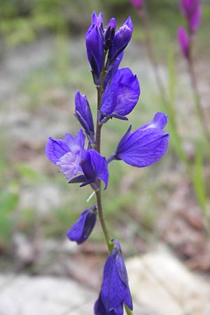 Polygala comosa \ Schopfige Kreuzblume, Schopfiges Kreuzblmchen, I Liguria, Loano 28.5.2013