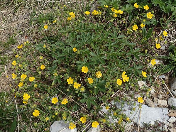 Potentilla pusilla \ Sternhaariges Frhlings-Fingerkraut, Flaum-Fingerkraut, I Alpi Bergamasche, Pizzo Arera 9.6.2017