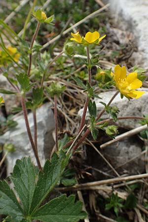 Potentilla pusilla \ Sternhaariges Frhlings-Fingerkraut, Flaum-Fingerkraut / Small Cinquefoil, I Alpi Bergamasche, Pizzo Arera 9.6.2017