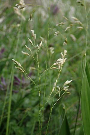 Poa annua \ Einjhriges Rispengras / Annual Blue Grass, I Alpi Bergamasche, Monte Alben 11.6.2017