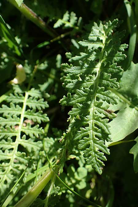 Pedicularis elongata \ Langhriges Lusekraut / Long-Spiked Lousewort, I Südtirol,  Plätzwiese 5.7.2022