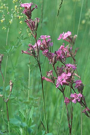 Silene viscaria \ Gewhnliche Pechnelke, I Comer See 16.5.2004