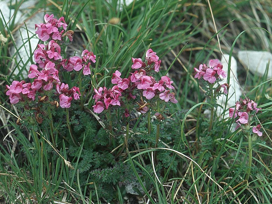 Pedicularis aspleniifolia \ Farnblttriges Lusekraut / Fern-Leaved Lousewort, I Sella-Joch 6.8.2004