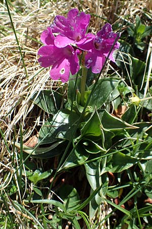 Primula glaucescens \ Meergrne Primel / Glaucescent-Leaved Primrose, I Alpi Bergamasche, Pizzo Arera 7.6.2017