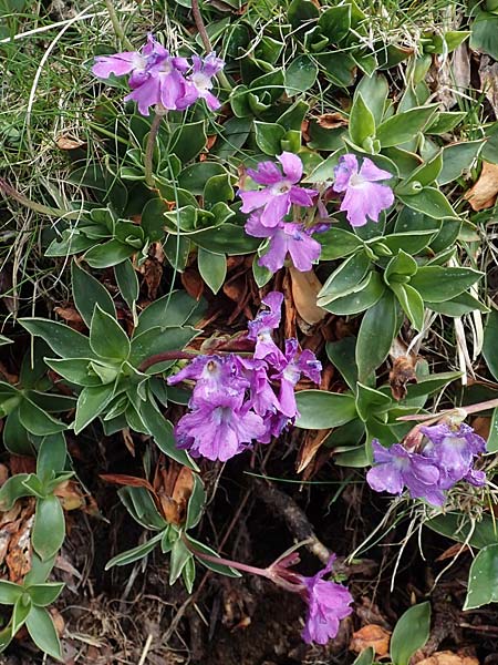 Primula glaucescens \ Meergrne Primel / Glaucescent-Leaved Primrose, I Alpi Bergamasche, Pizzo Arera 7.6.2017