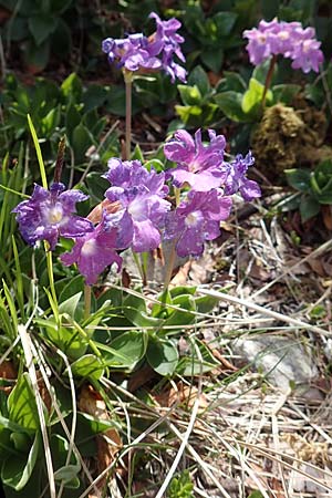 Primula glaucescens \ Meergrne Primel / Glaucescent-Leaved Primrose, I Alpi Bergamasche, Pizzo Arera 9.6.2017