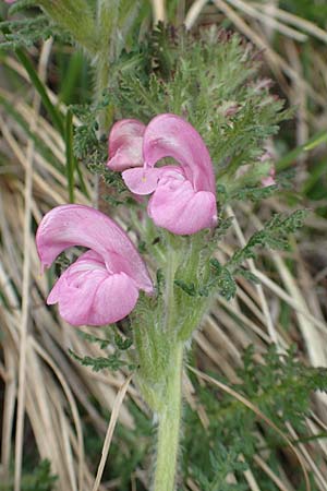 Pedicularis gyroflexa / Tufted Lousewort, I Alpi Bergamasche, Monte Alben 11.6.2017