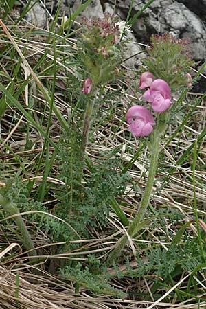 Pedicularis gyroflexa \ Gedrehtes Lusekraut, Gedrehtbltiges Lusekraut, I Alpi Bergamasche, Monte Alben 11.6.2017