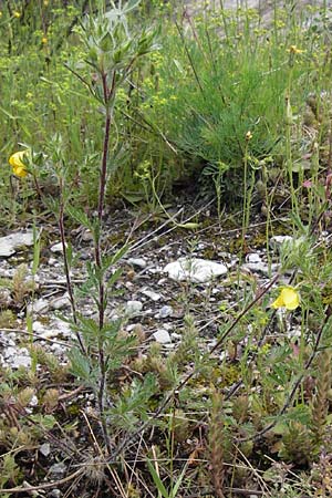 Potentilla pedata \ Langhaar-Fingerkraut, Fublttriges Fingerkraut, I Liguria, Castelvecchio di Rocca Barbena 19.5.2013