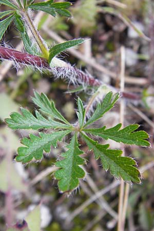 Potentilla pedata \ Langhaar-Fingerkraut, Fublttriges Fingerkraut / Long-Haired Cinquefoil, I Liguria, Castelvecchio di Rocca Barbena 19.5.2013