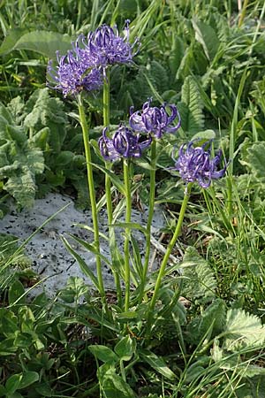 Phyteuma orbiculare / Round-Headed Rampion, I Alpi Bergamasche, Pizzo Arera 9.6.2017