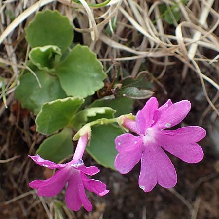 Primula hirsuta \ Rote Felsen-Primel, I Passo San Marco 10.6.2017