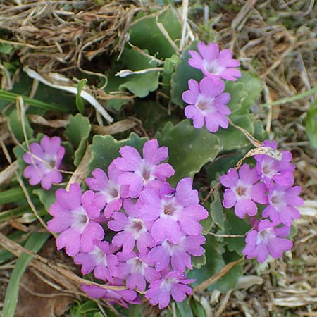 Primula hirsuta \ Rote Felsen-Primel, I Passo San Marco 10.6.2017