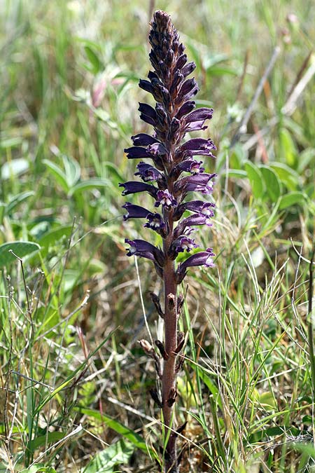 Phelipanche lavandulacea \ Lavendel-Sommerwurz / Lavender Broomrape, I Capo di Otranto 28.4.2011 (Photo: Uwe & Katja Grabner)