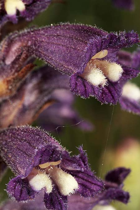 Phelipanche lavandulacea \ Lavendel-Sommerwurz / Lavender Broomrape, I Capo di Otranto 28.4.2011 (Photo: Uwe & Katja Grabner)