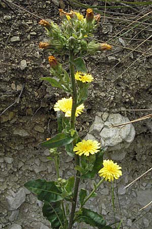 Picris hieracioides \ Gemeines Bitterkraut / Hawkweed Ox-Tongue, I Ancona 29.5.2007