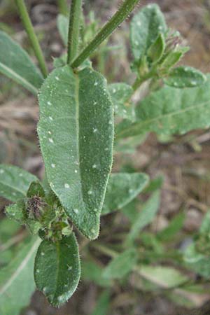 Picris echioides / Bristly Ox-Tongue, I Passignano 1.6.2007