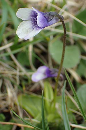Pinguicula leptoceras \ Dnnsporniges Fettkraut / Southern Butterwort, I Alpi Bergamasche, Pizzo Arera 9.6.2017