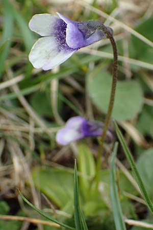 Pinguicula leptoceras \ Dnnsporniges Fettkraut, I Alpi Bergamasche, Pizzo Arera 9.6.2017