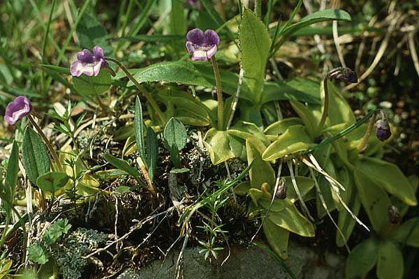 Pinguicula leptoceras \ Dnnsporniges Fettkraut / Southern Butterwort, I Monte Baldo 4.6.1988