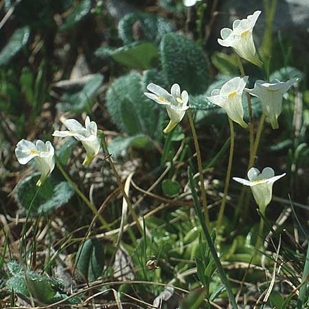 Pinguicula alpina \ Alpen-Fettkraut / Alpine Butterwort, I Paganella 12.7.1991