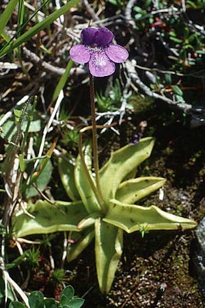 Pinguicula leptoceras \ Dnnsporniges Fettkraut / Southern Butterwort, I Langtauferer Tal / Valley 30.6.1993