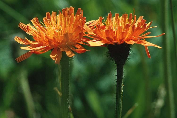 Crepis aurea \ Gold-Pippau / Golden Hawk's-Beard, I Schnalstal / Val Senales 1.7.1993