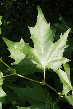 Platanus orientalis \ Orientalische Platane, I Zoppola 31.7.2011