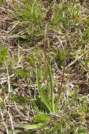 Plantago atrata subsp. atrata \ Dunkler Wegerich, Berg-Wegerich / Dark Plantain, I Liguria, Imperia, Monte Saccarello 29.5.2013