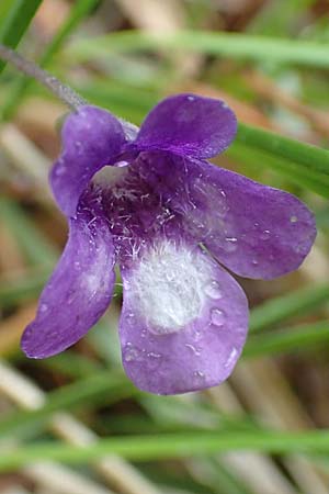 Pinguicula leptoceras \ Dnnsporniges Fettkraut, I Alpi Bergamasche, Pizzo Arera 5.6.2017