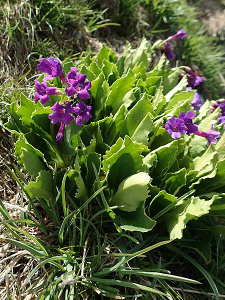 Primula latifolia \ Breitblttrige Primel / Viscid Primrose, I Passo San Marco 10.6.2017