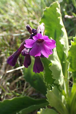 Primula latifolia \ Breitblttrige Primel, I Passo San Marco 10.6.2017