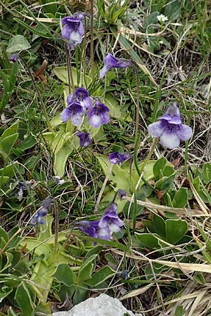 Pinguicula leptoceras / Southern Butterwort, I Alpi Bergamasche, Monte Alben 11.6.2017