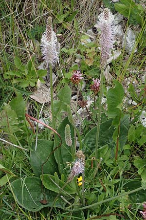 Plantago media \ Mittlerer Wegerich / Hoary Plantain, I Südtirol,  Plätzwiese 5.7.2022