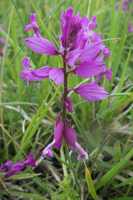 Polygala major \ Groe Kreuzblume / Large Milkwort, I Campo Imperatore 5.6.2007