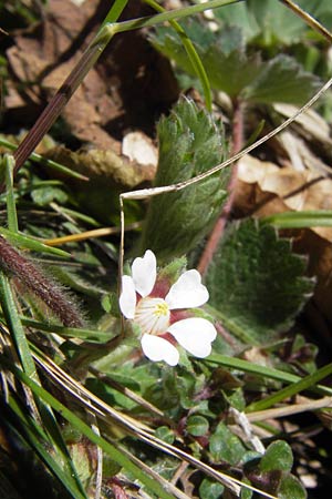 Potentilla micrantha \ Kleinbltiges Fingerkraut / Pink Barren Strawberry, I Liguria, Molini di Triora 26.5.2013