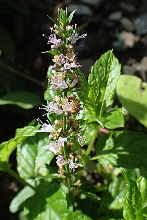 Mentha x piperita / Pepper Mint, I Liguria, Borzonasca 29.9.2023