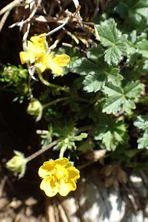 Potentilla crantzii \ Zottiges Fingerkraut / Alpine Cinquefoil, I Alpi Bergamasche, Pizzo Arera 7.6.2017