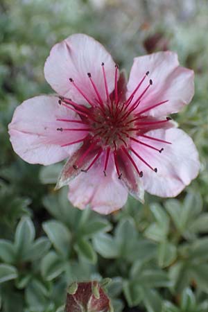 Potentilla nitida \ Dolomiten-Fingerkraut / Pink Cinquefoil, I Südtirol,  Plätzwiese 5.7.2022